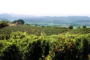 panorama con vigne